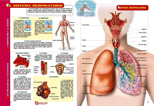 Guía Visual Del Cuerpo Humano, Anatomía Y Funciones