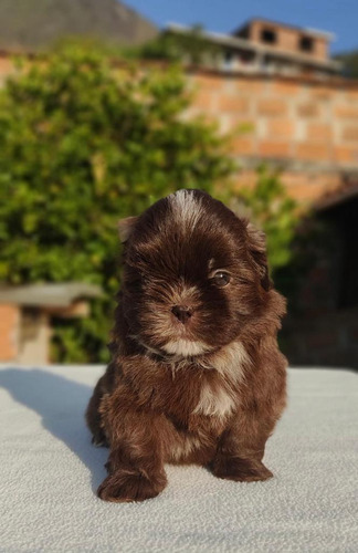 Cachorra Shitzu Chocolate Bog, Cali,  Animalpets Colombia 