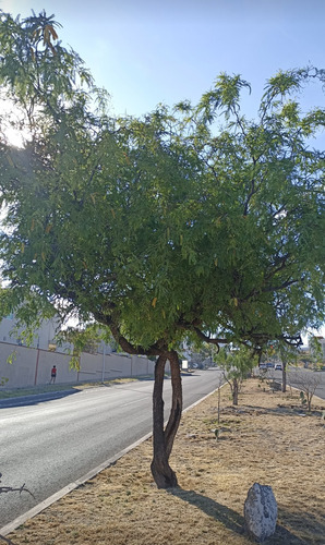 Mezquite, Prosopis Glandulosa, 500 Semillas, Nv