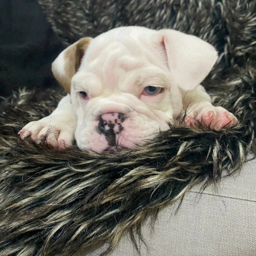 Imagen 2 de 2 de Bulldog Ingles Exótico Ojo Arlequin