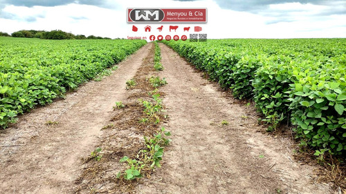 Venta Campo Cerro Largo 275has Agrícola Ganadero Con Represa 75% Para Agrícolas Arroz Soja O Mejoras A 10 Minutos De Brasil