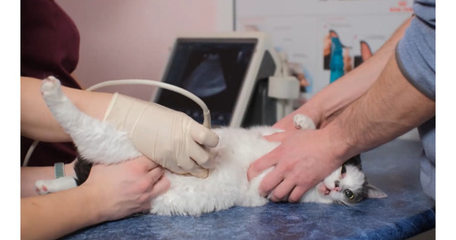 Ultrasonido Portátil Para Diagnostico Veterinario Mindray