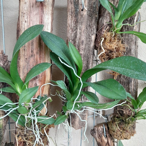 Ionopsis Popcorn Orquídea Pipoca Mini Orquídea Linda
