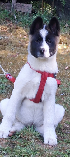 Cachorra Akita Americano