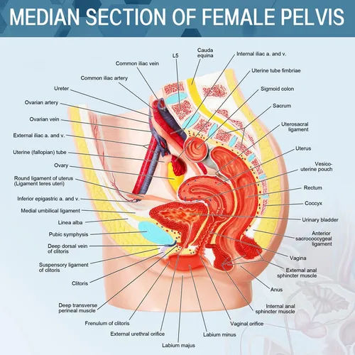 Modelo Anatomia Pelvis Femenina Humana Organo Reproductor