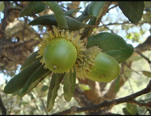 Árboles De Corcho (alcornoque).