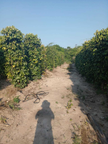 Imagem 9 de 14 de Vende-se Fazenda De 51 Alqueires Titulada