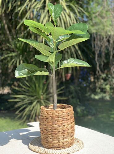Imagen 5 de 10 de Ficus Artificial Planta Alta Interiores Con Maceta 74 Cm