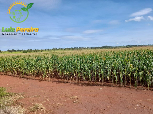 Imagem 1 de 15 de Fazenda À Venda Em Palmeiras - To - 1.297 Hectares (dupla Aptidão) - 1932