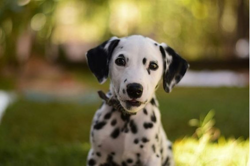 Cachorros Dalmata Perritos Puppy Cachorrito Dálmata 