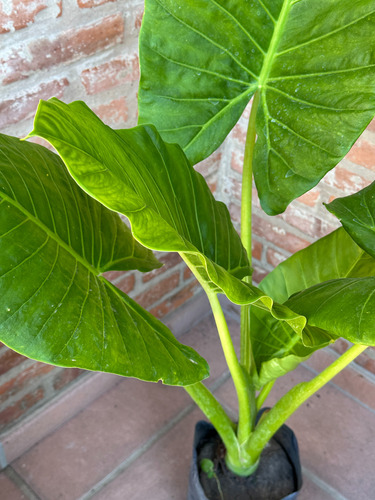 Alocasia Oreja Elefante 1m Maceta 10l Interior Tropical