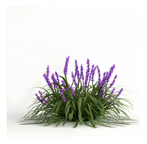 Liriope Muscari Variagado Pack X10 Gratis A Rm