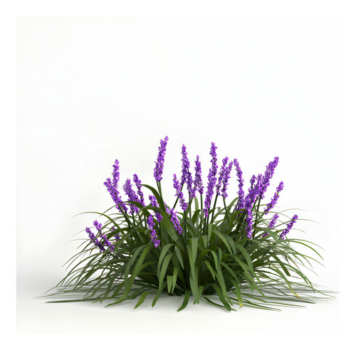 Liriope Muscari Pack De 5 Uds Gratis A Rm No Envio A Region