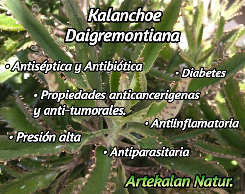 Kalanchoe Daigremontiana Orgánica 65 Hojas