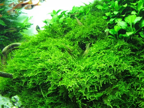 Christmas Moss Plantas Para Acuario 