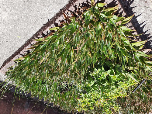 Imagen 6 de 10 de Planta Aloe Vera Medicinal: Envio Gratis Solo Montevideo