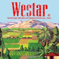 Semilla De Auyama Conneticut Field X 1 Libra Westar