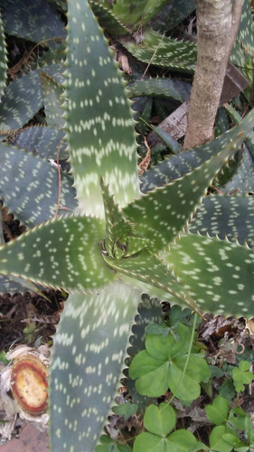 Aloe