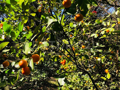 Terreno Venta Cocuatla Tepoztlan San Juan Tlacotenco Ocotes Tepoztlan Morelos