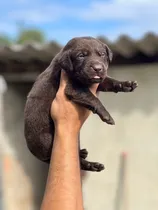 Comprar Labrador Chocolate Pereira Todas Las Razas De Perros