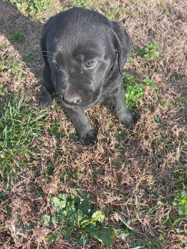 Imagen 10 de 10 de Cachorros Labradores Muy Buena Linea De Sangre