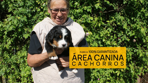 Boyero De Berna Cachorras Pureza Garan. Genetica 100% Pura