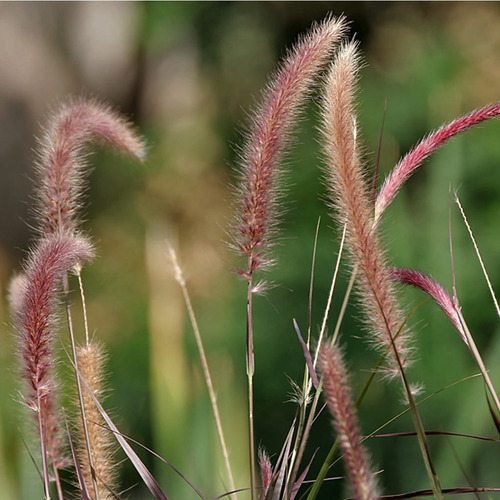 Planta Pennisetum Rubra Exterior Cola De Zorro 3lts