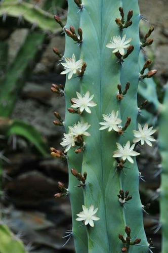 Myrtillocactus Geometrizans 250 Semillas Garambullo + Regalo