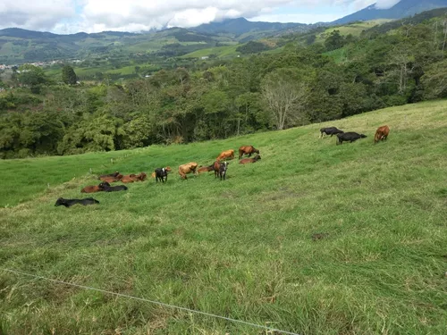 Vendo Finca Ganadera En Restrepo Valle