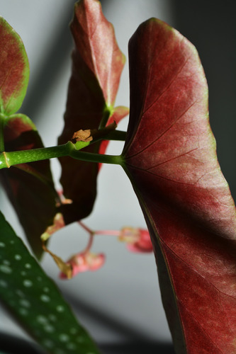Begonia Ornamental 30 Cm - Planta Decorativa