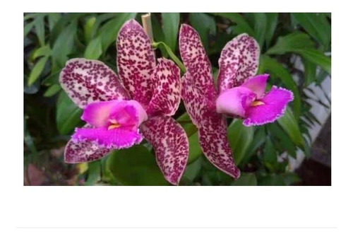 Orquídea Adulta Cattleya - Pão De Açucar | Parcelamento sem juros