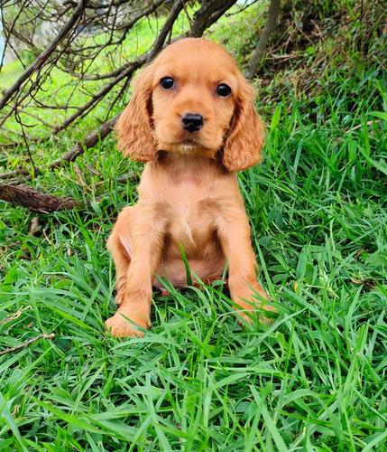 Cocker Spaniel Hembra, Largo, 2 Meses