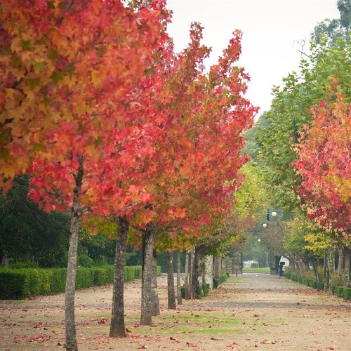 Liquidambar Xl 2 Metros / Árbol / Planta Ornamental