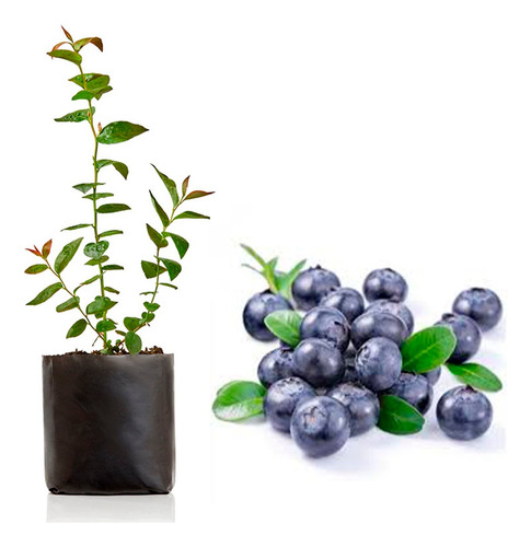Planta Arandano Deshidratado Para Que Sirve
