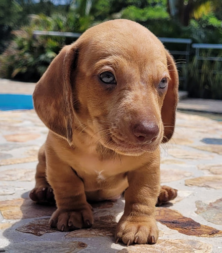 Teckel Cachorro Color Caramelo De 60 Dias