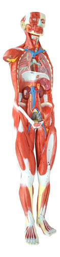 Wellden Modelo Anatómico De Figura Muscular Humana, 27 Parte