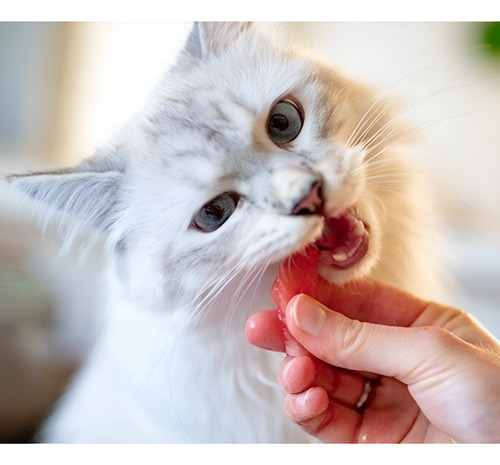 Dentalife® Gatos Snack Dental 40g X12 Limpieza Efectiva