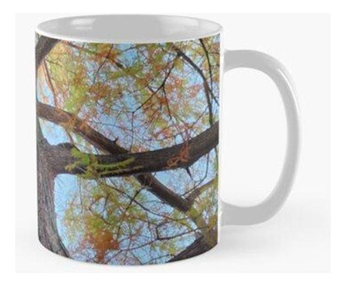 Taza Ciprés Calvo Calidad Premium