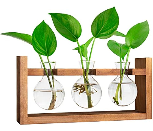 Ivolador Plants Terrarium Glass Bulb With Retro Solid Wooden