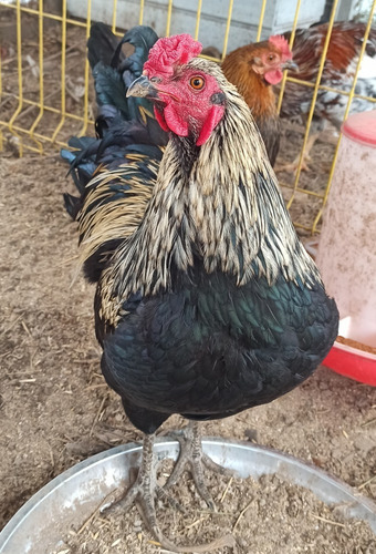 Gallo