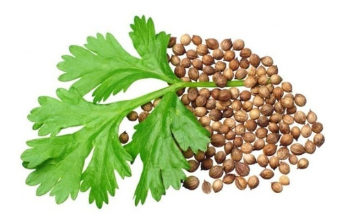 Semillas De Cilantro U S A. Bolsa De 454 G + Guia De Cultivo