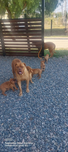 Imagen 5 de 5 de Cachorros Dogo De Burdeos