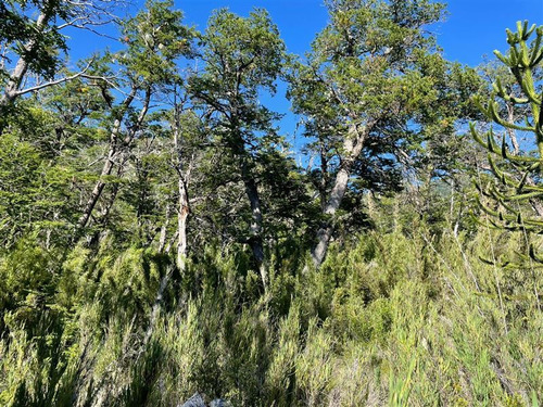 Terreno 5.000 M2 Camino A Corralco - Malalcahuello