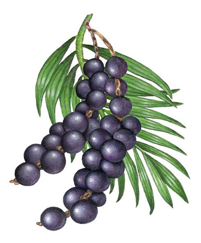 Pulpa Hidratante Para O Cuerpo Ekos Açaí 200ml Natura Vegano Açaí