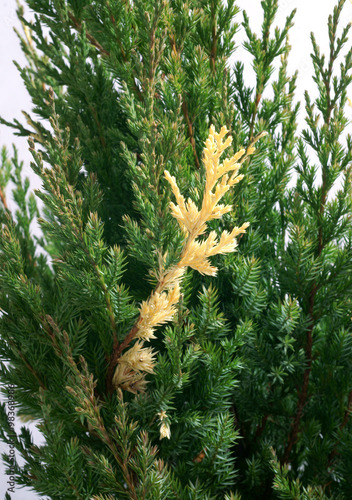 Semillas De Juniperus Chinensis Varietado X 20 Unid.