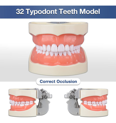 Typodont - Modelo De Dientes Con 32 Dientes Desmontables