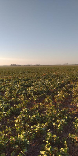 Campo En Clason - Agricola