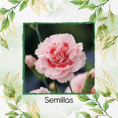 25 Semillas De Dianthus Caryophyllus + Obsequio Germinación