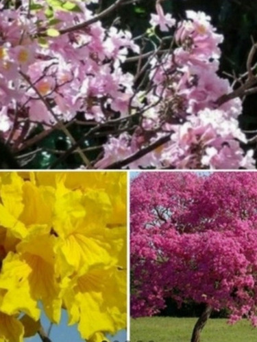 Semillas De Lapacho. Chivato.pata Buey. Apasionaria. Flor Dd