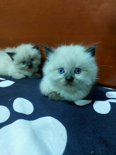 Gata Siames Persa